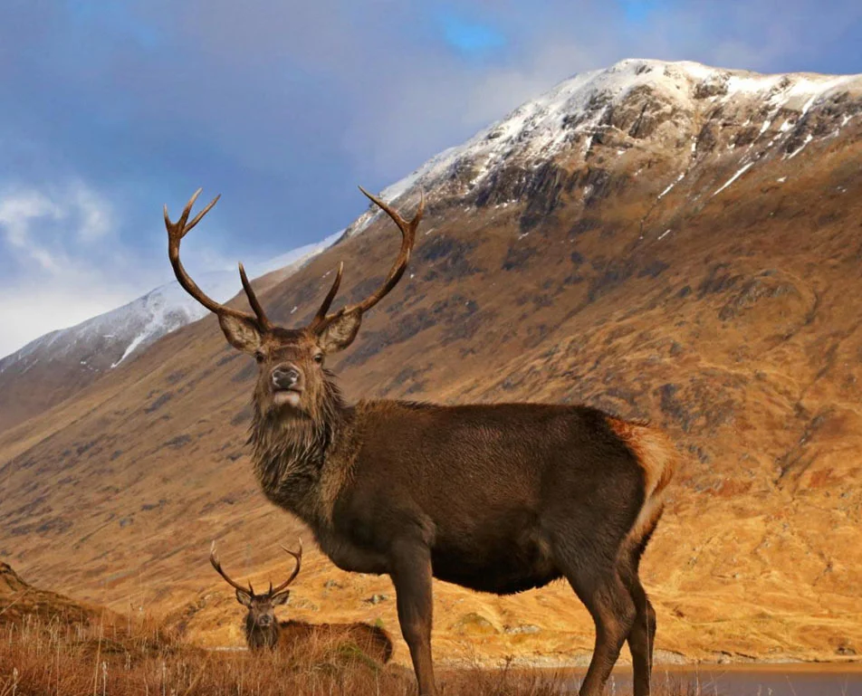 trips from fort william