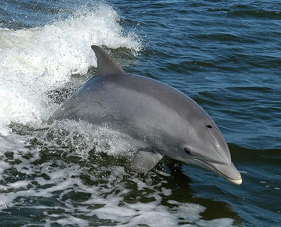 marine life near fort william