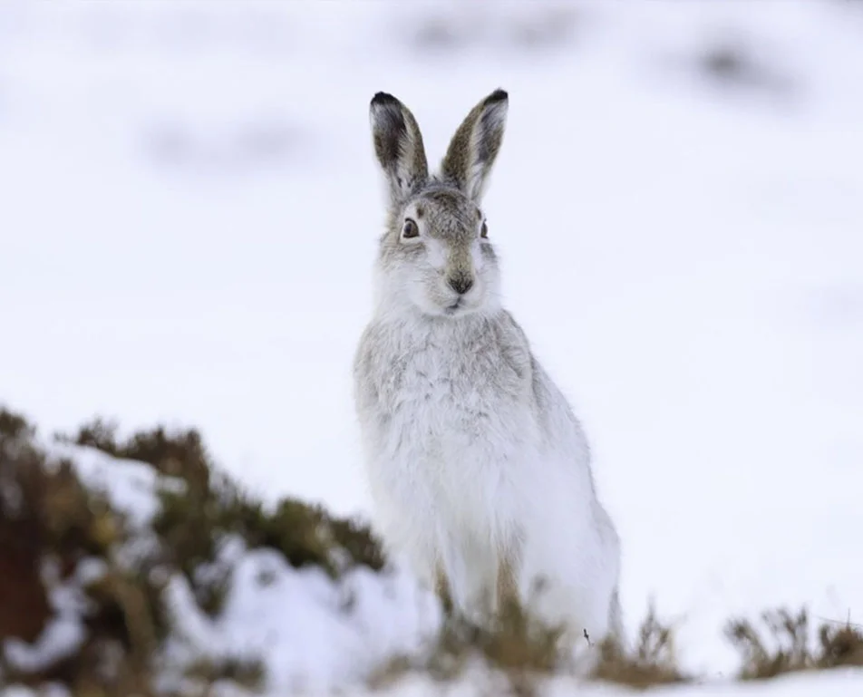 land animals near fort william